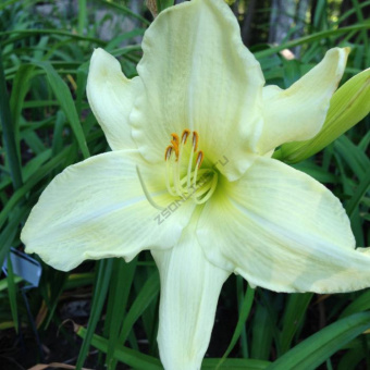 Лилейник гибридный Айс Карнивал