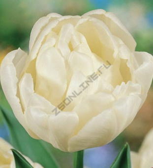 94b51882901e63ec21e847f9ed997723