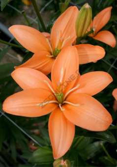 Лилия ЛА-Гибрид Ориндж Кокот