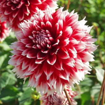 Георгина декоративная Ред Фубуки