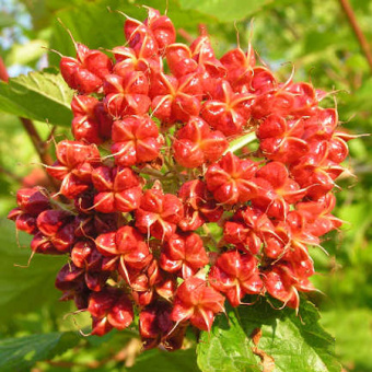 Пузыреплодник калинолистный Лютеус (лист желтый)