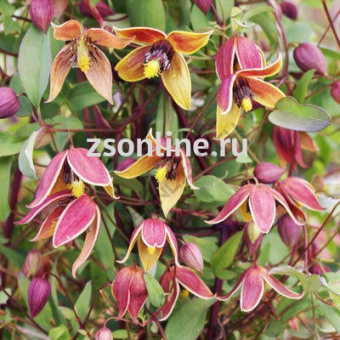 Изображение загружено обработкой по данным файла Excel