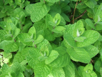 Мята Альмира