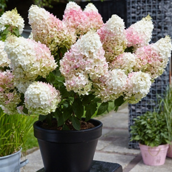 Гортензия метельчатая Литтл Блоссом С3