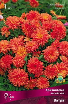 Хризантема корейская Ватра/К
