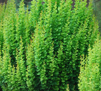 Барбарис Тунберга Эректа