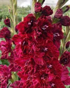 Гладиолус Чернослив