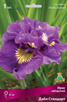 iris_sibir_dabl_standart_kaper