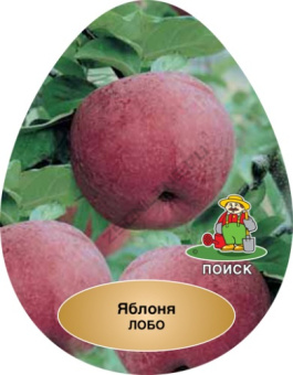 Яблоня Лобо/ЦКор