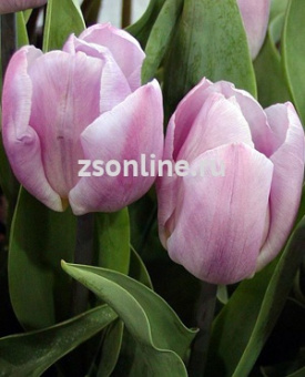 Изображение загружено обработкой по данным файла Excel