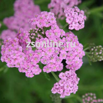 Изображение загружено обработкой по данным файла Excel