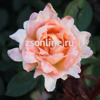 Изображение загружено обработкой по данным файла Excel