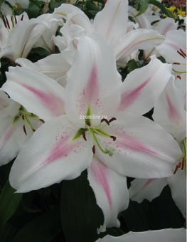 Изображение загружено обработкой по данным файла Excel