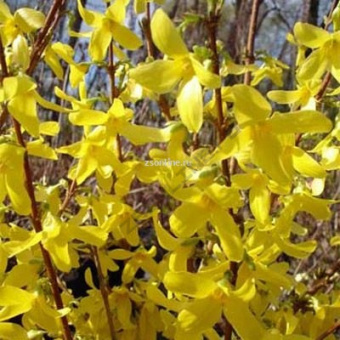 Изображение загружено обработкой по данным файла Excel