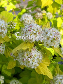 Изображение загружено обработкой по данным файла Excel