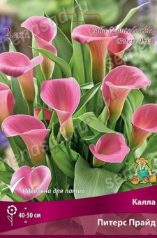 Калла Питерс Прайд 12-14/К 2шт