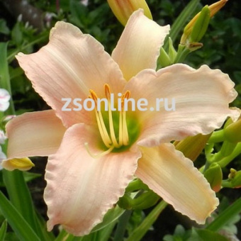 Изображение загружено обработкой по данным файла Excel