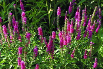 Вероника колосковая Rotfuchs