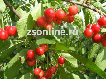 Изображение загружено обработкой по данным файла Excel