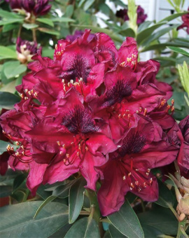 Рододендрон гибридный Кали/ЦКор