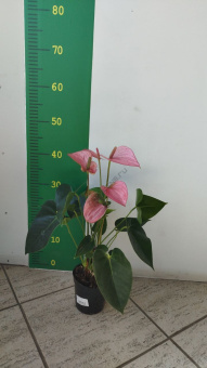 Антуриум D12см H37-45см