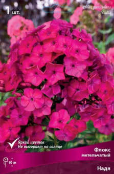 Флокс метельчатый Надя, малиново-красный, глазок темнее, выгорает, ароматный, 1 шт