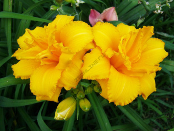 Лилейник гибридный Кондилла