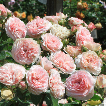 Роза флорибунда Мария Терезия, C 7, 30-40 см