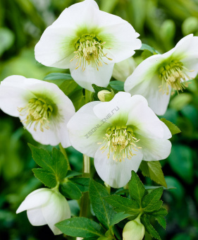 Морозник восточный  Вайт Леди