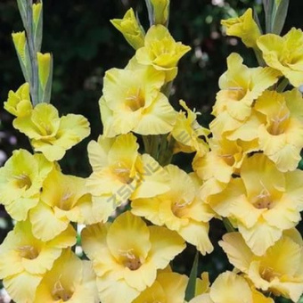 Гладиолус Примадонна