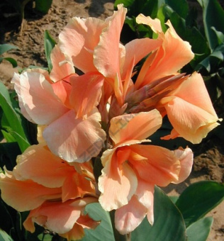 Канна зеленолистная Эприкот Дрим/К