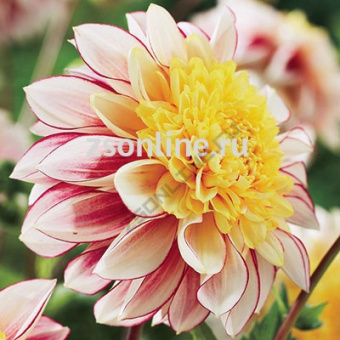 Изображение загружено обработкой по данным файла Excel