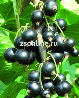 Изображение загружено обработкой по данным файла Excel