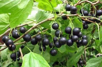 Смородина черная перспективные сорта Чудное мгновение (средний)