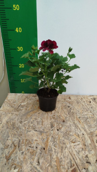 Пеларгония Королевская  D12