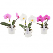 Поступление орхидеи Singolo c двумя цветоносами
