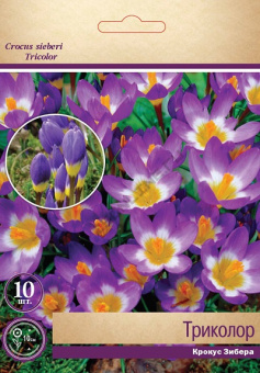 Крокус Зибера Триколор
