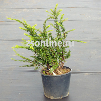 Изображение загружено обработкой по данным файла Excel