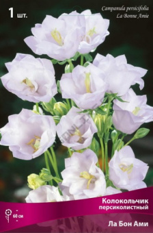 Колокольчик персиколистный Ла Бон Ами, 1 шт