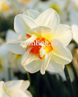 Изображение загружено обработкой по данным файла Excel