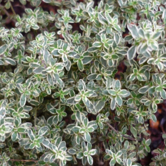 Тимьян (Чабрец) лимоннопахнущий Сильвер Квин (Р9)