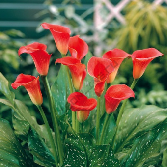 Калла Ред Сокс/К