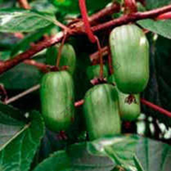 aktinidiya_kolomikta_aromatnaya