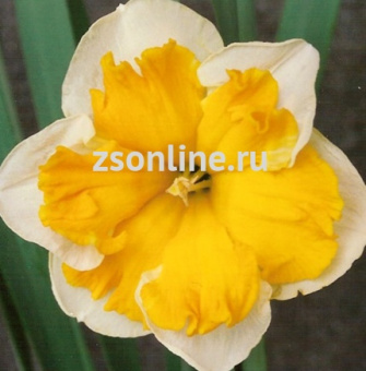 Изображение загружено обработкой по данным файла Excel