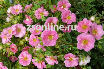 Изображение загружено обработкой по данным файла Excel