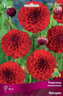 georgina_pompon_nescio_kaper