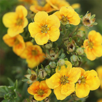 Лапчатка кустарниковая Манго Танго/ЦКор