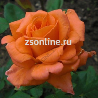 Изображение загружено обработкой по данным файла Excel