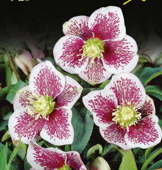 moroznik_vostochnyy_trikastin