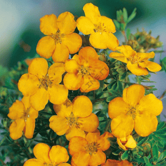 Лапчатка кустарниковая Аннет/ЦКор